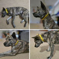 Load image into Gallery viewer, Dog collar (Yellow)