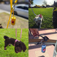 Load image into Gallery viewer, 5ft Waterproof Dog Leash – Strong, Versatile & Adventure-Ready