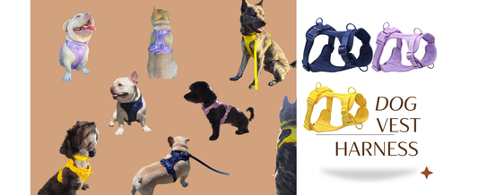 Essential Travel Tips for Dog Owners in California | Bee N Buu Guide
