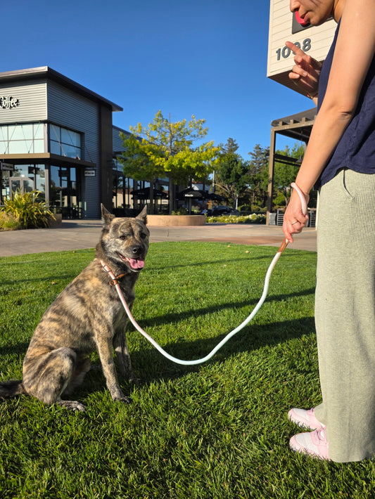 How to Keep Your Dog Safe and Stylish on Summer Walks in California