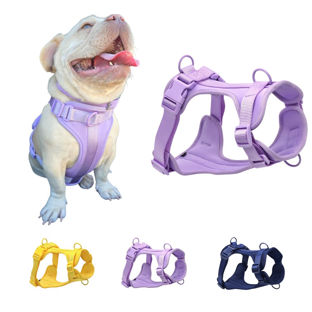 Comfortable & Secure Dog Harnesses for Everyday Walks
