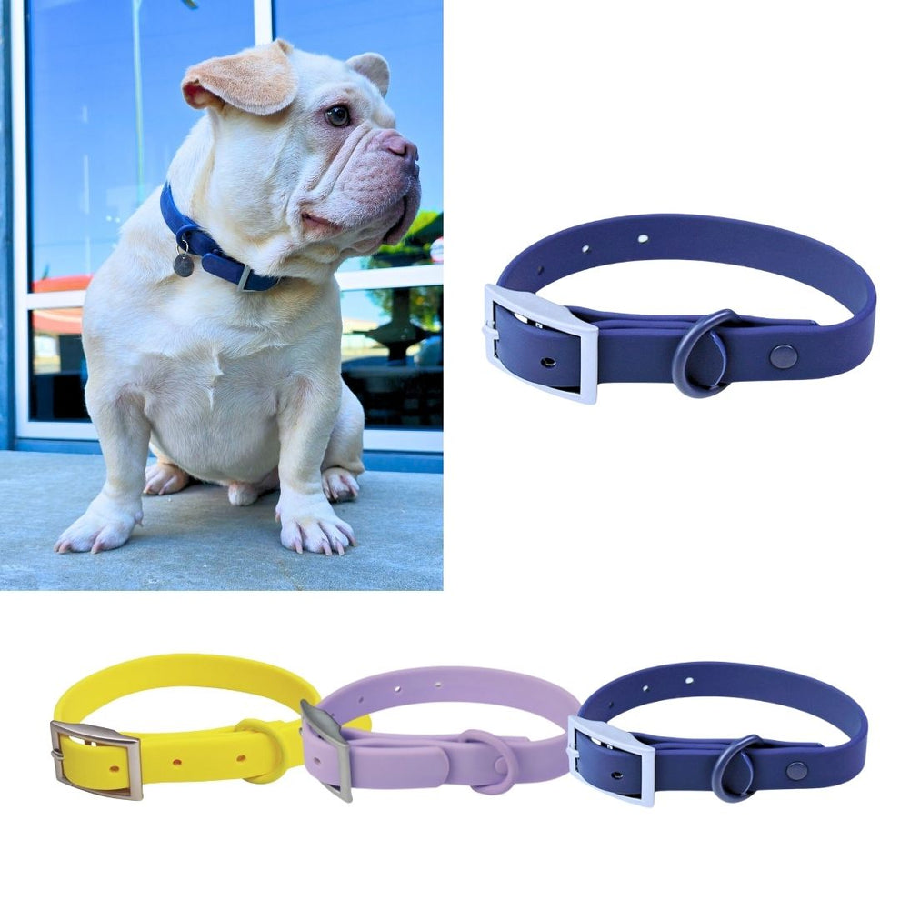 Dog enjoying a walk with Bee N Buu gear