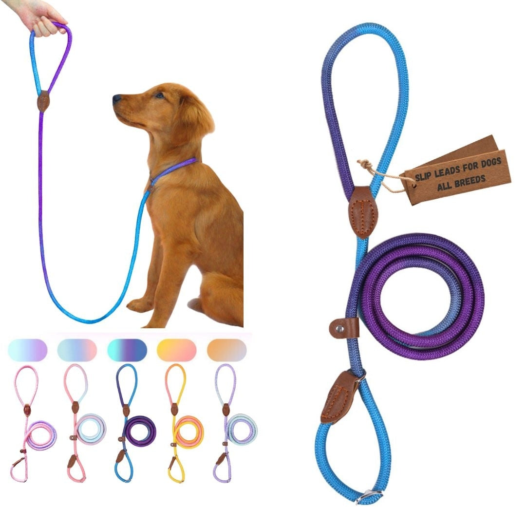 Lightweight leather slip lead for dogs – Bee N Buu (Purple and Blue)