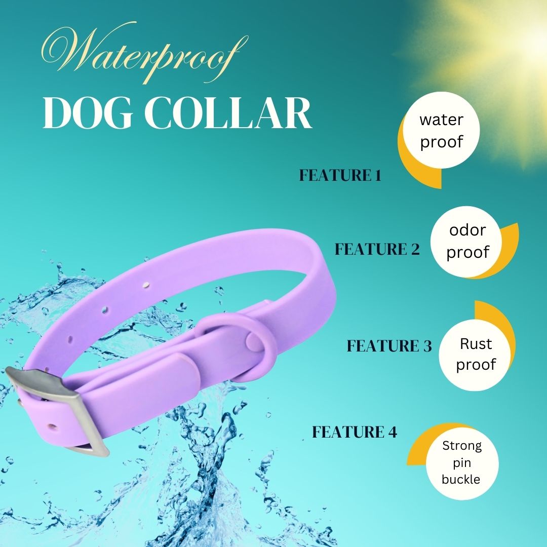 Dog collar (Purple)