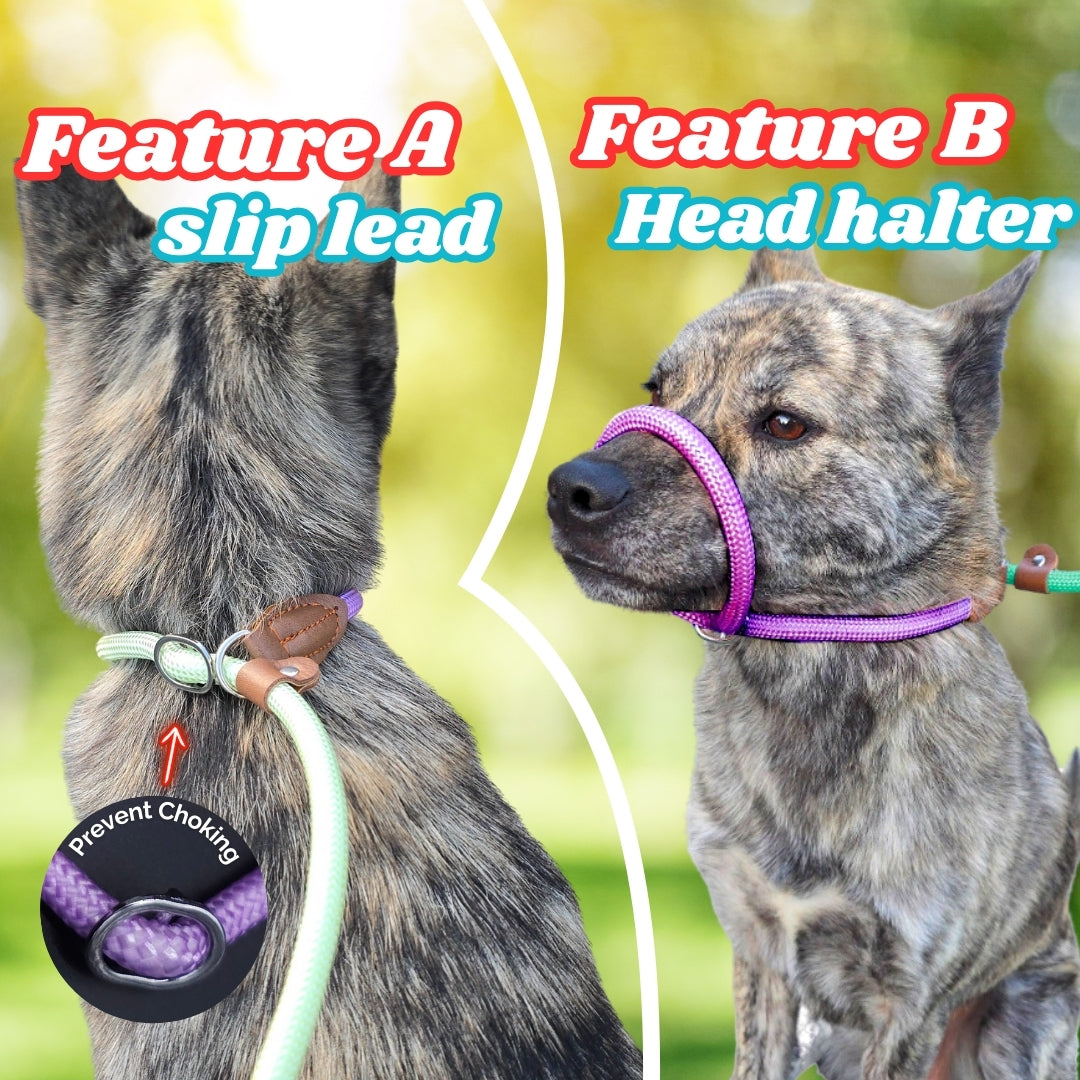 Slip Leads Dog Training Leash (Purple and Green)