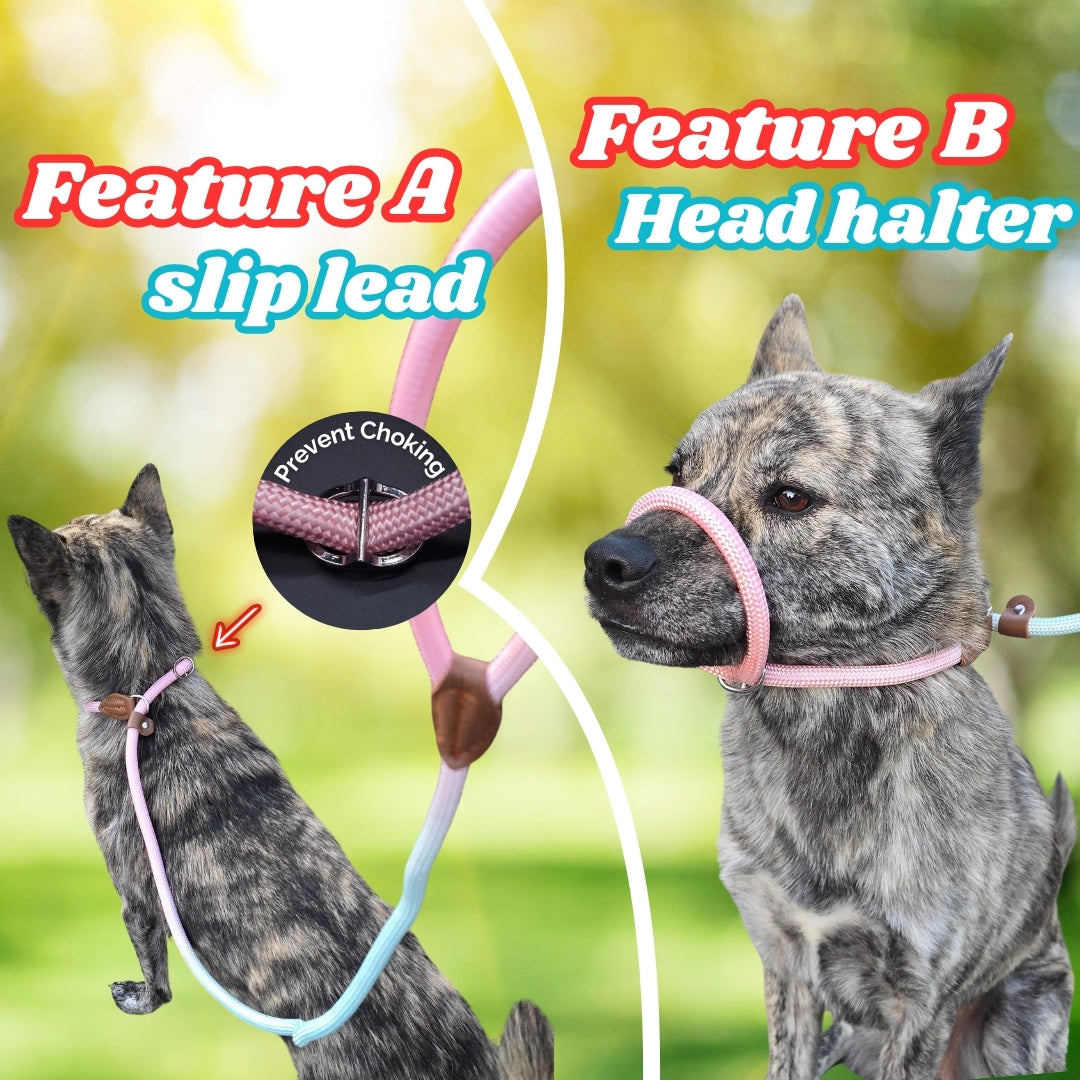 Slip lead for dog (Pink and Blue)