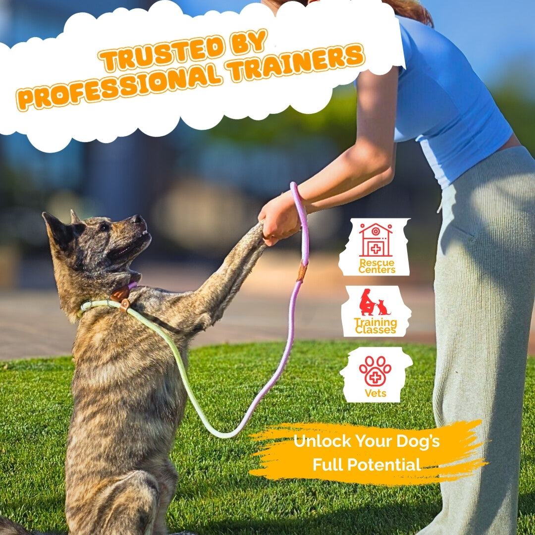 Slip Leads Dog Training Leash (Purple and Green)