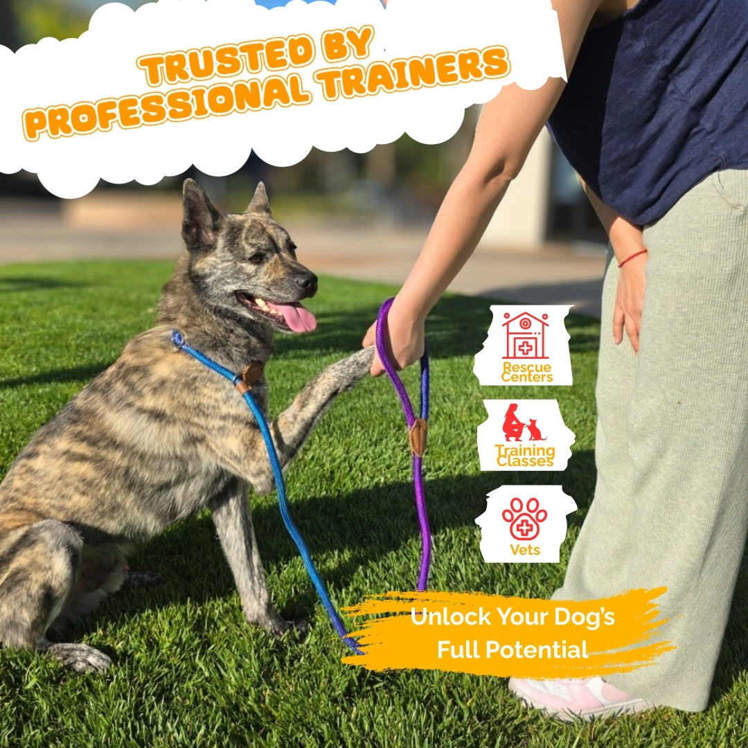 Slip Leads Dog Training Leash (Purple and Blue)