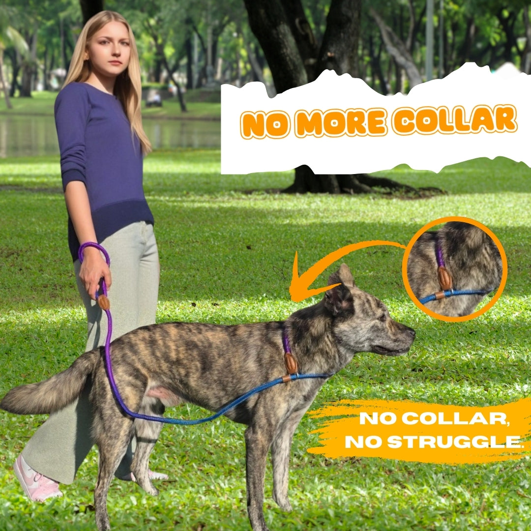 Slip Leads Dog Training Leash (Purple and Blue)